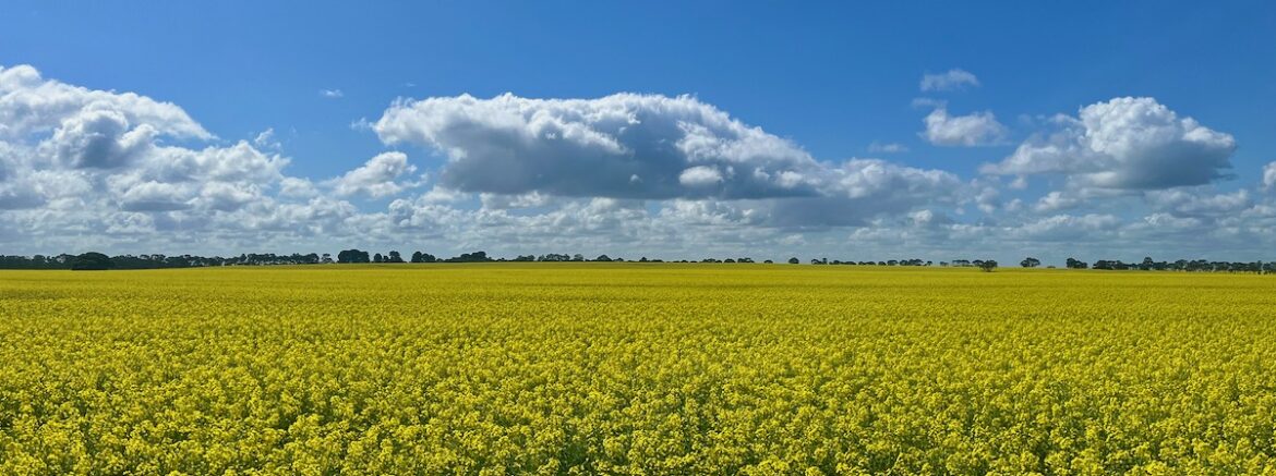 Un immense champs de colza dont le jaune contraste avec le bleu du ciel.