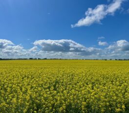 Un immense champs de colza dont le jaune contraste avec le bleu du ciel.
